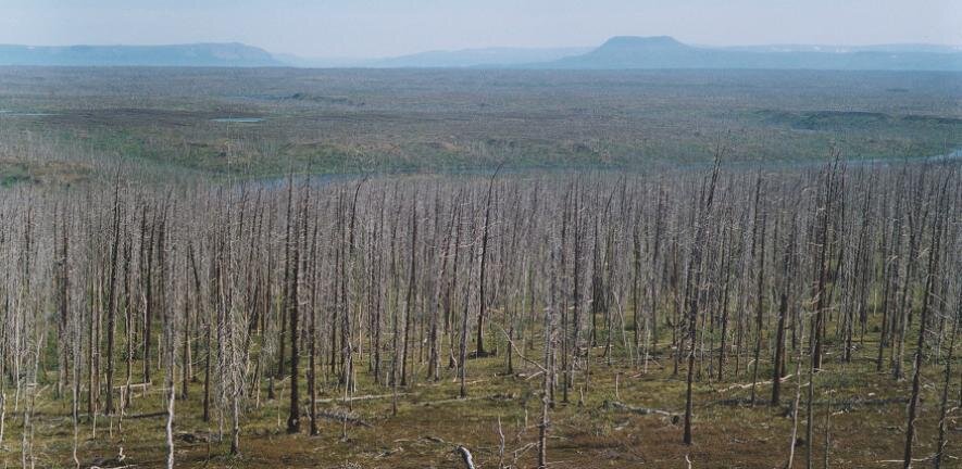 Ecological and conceptual consequences of Arctic pollution