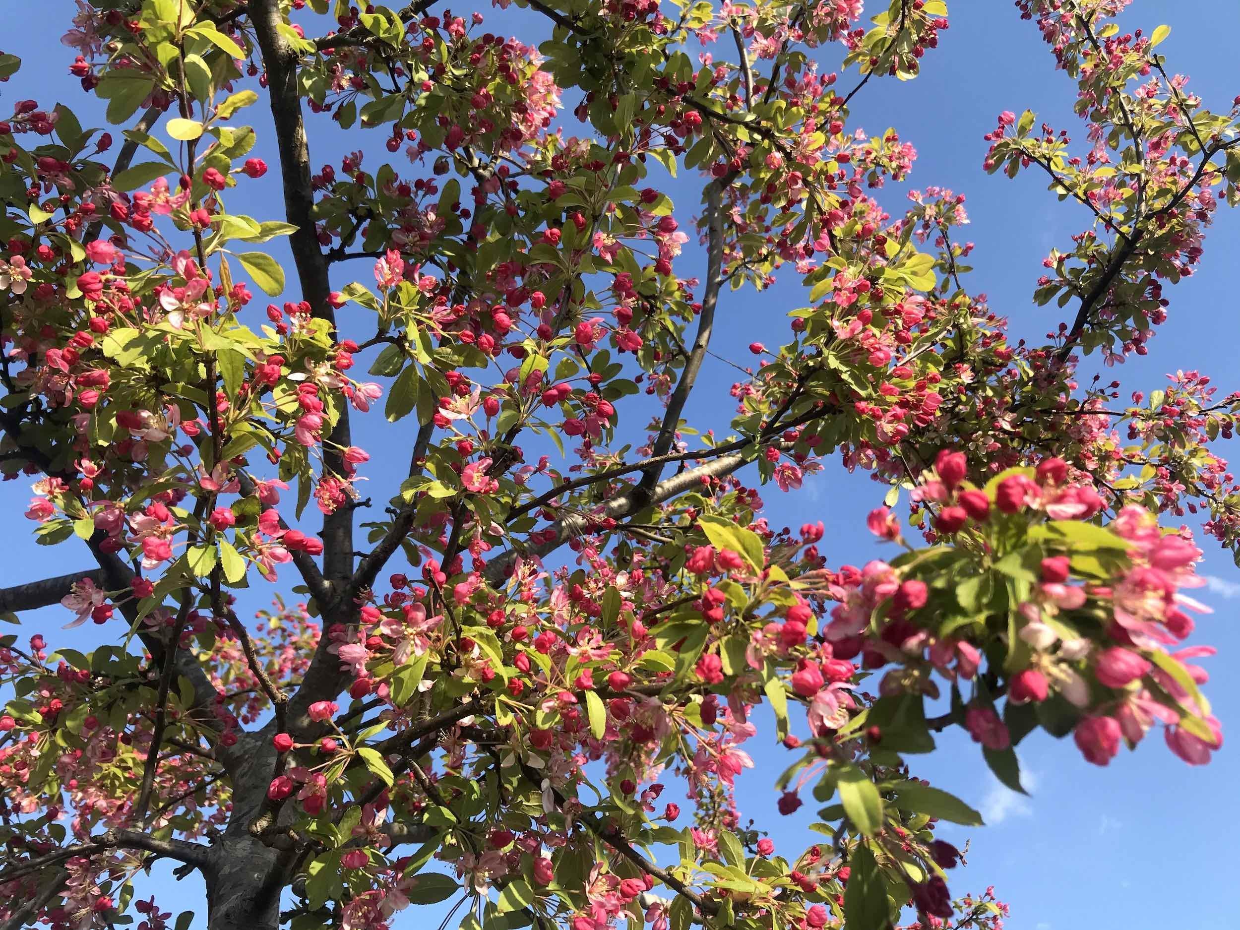 Plants in the UK flower a month earlier under recent warming