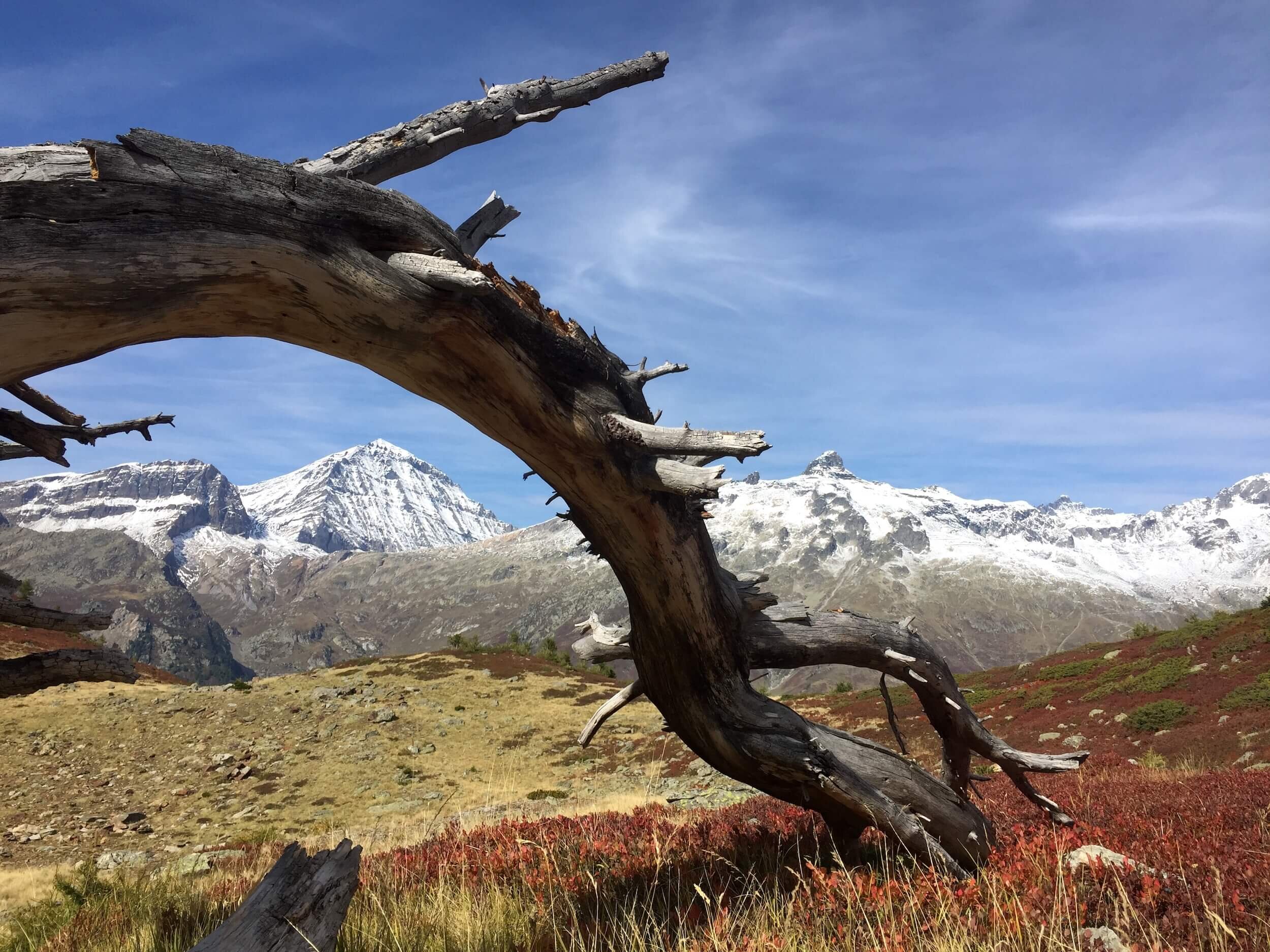 Loetschental_Treeline_092017_Buentgen Dendrochronology.JPG