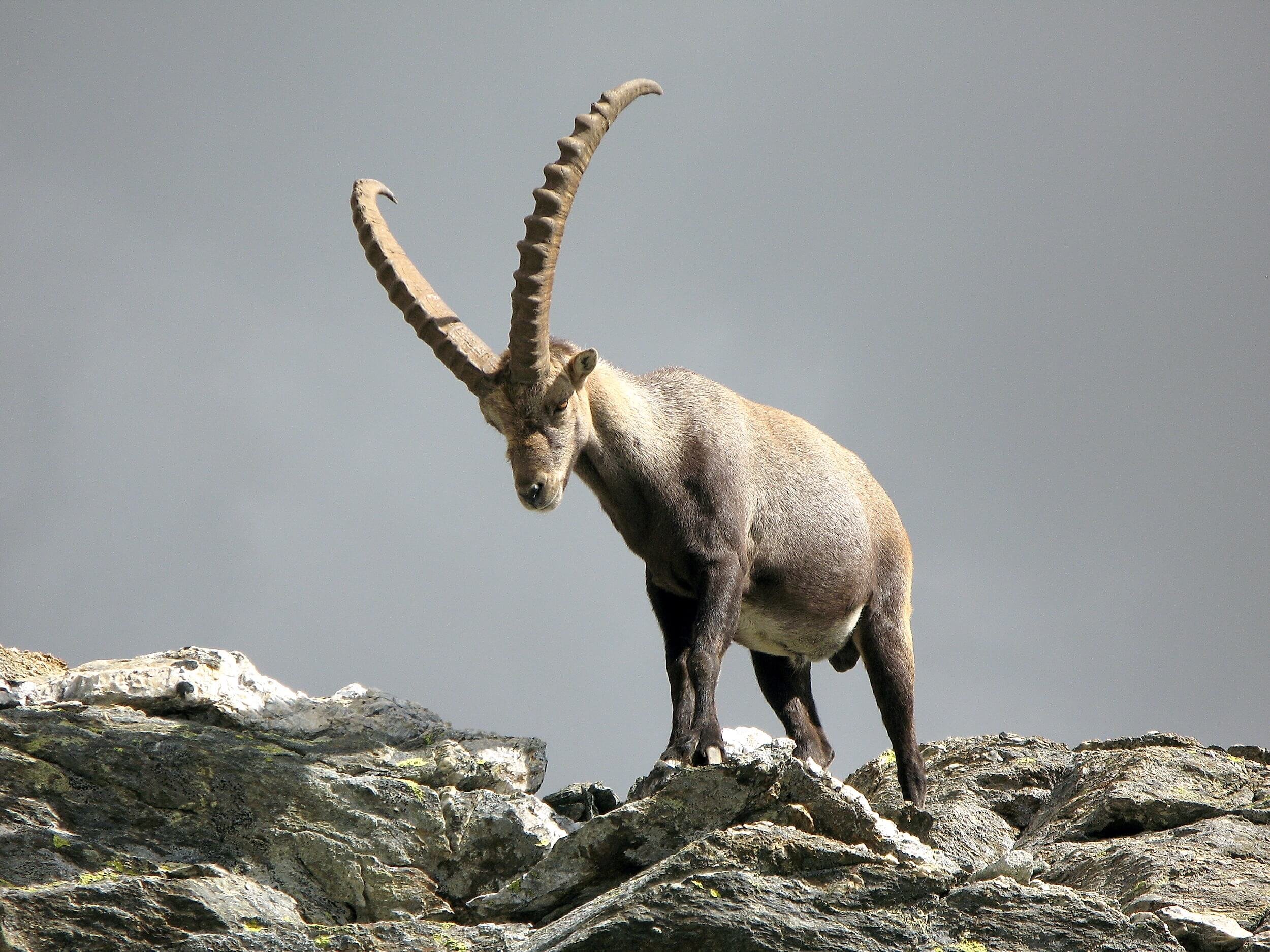 Alpine ibex horn growth