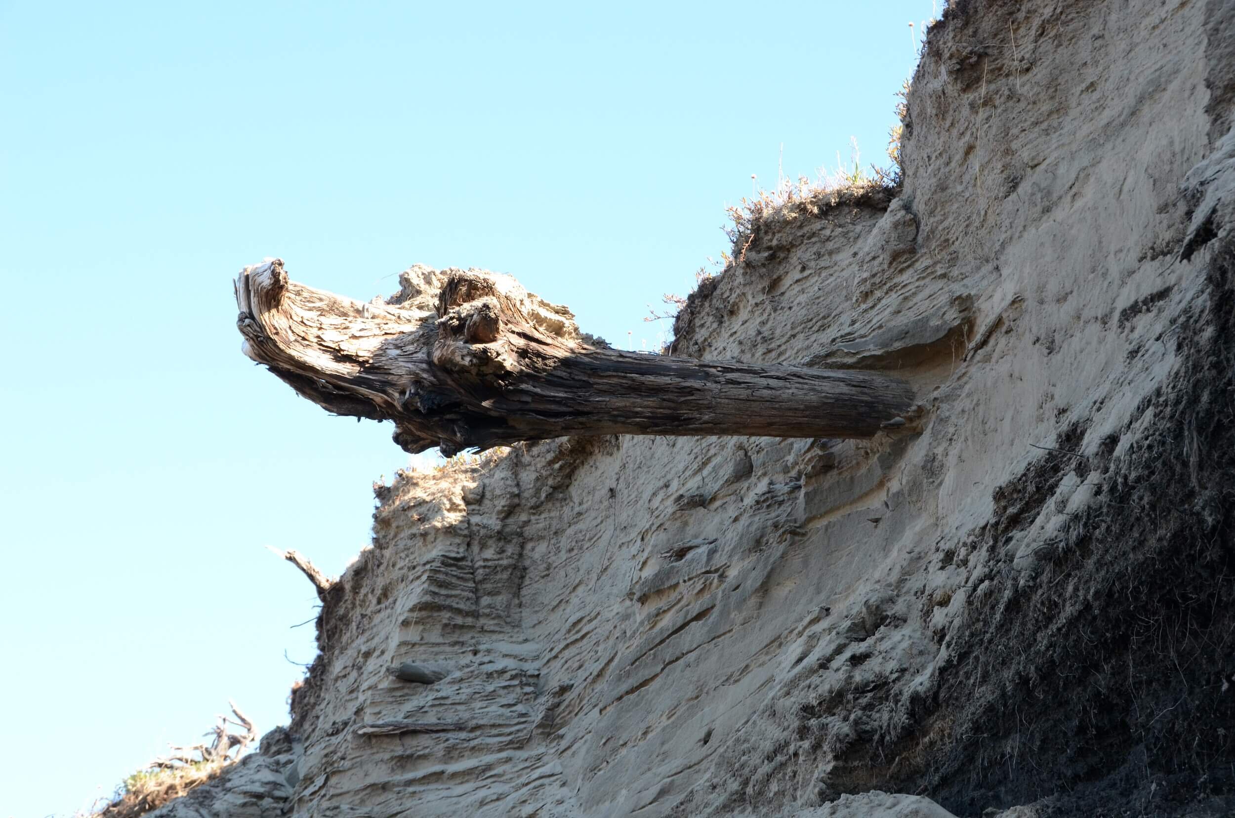 Arctic driftwood