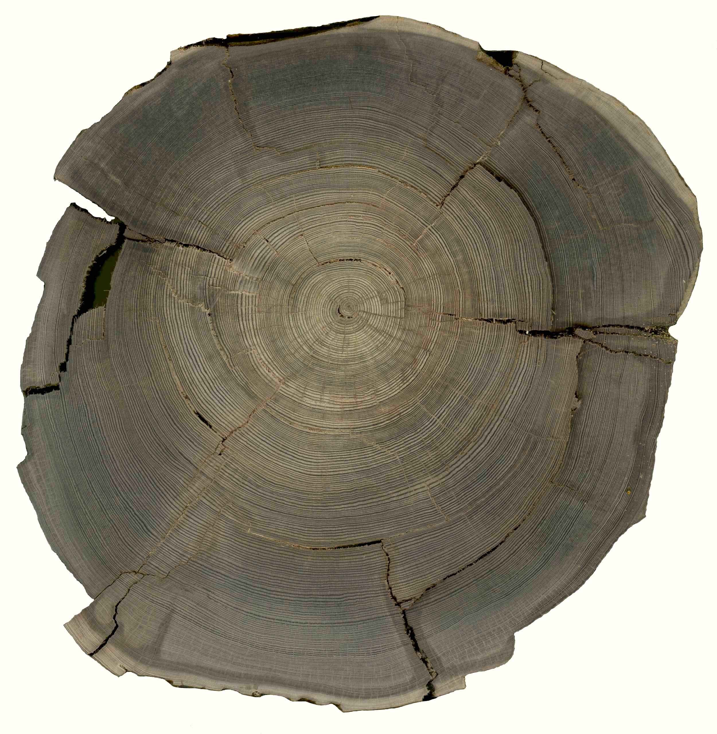 Dendrochronology