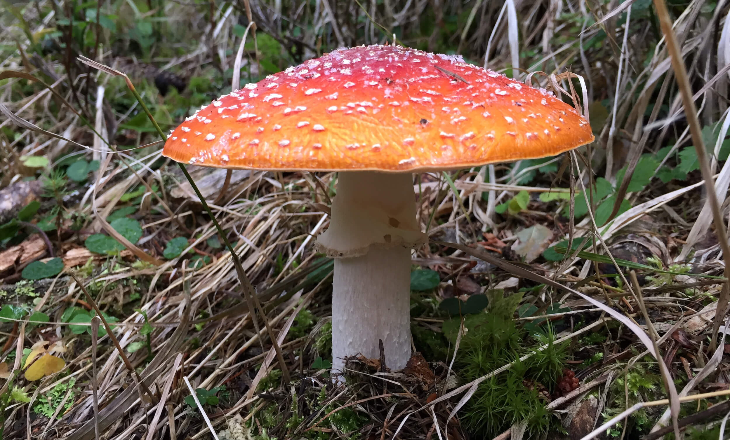 Mushroom phenology and productivity