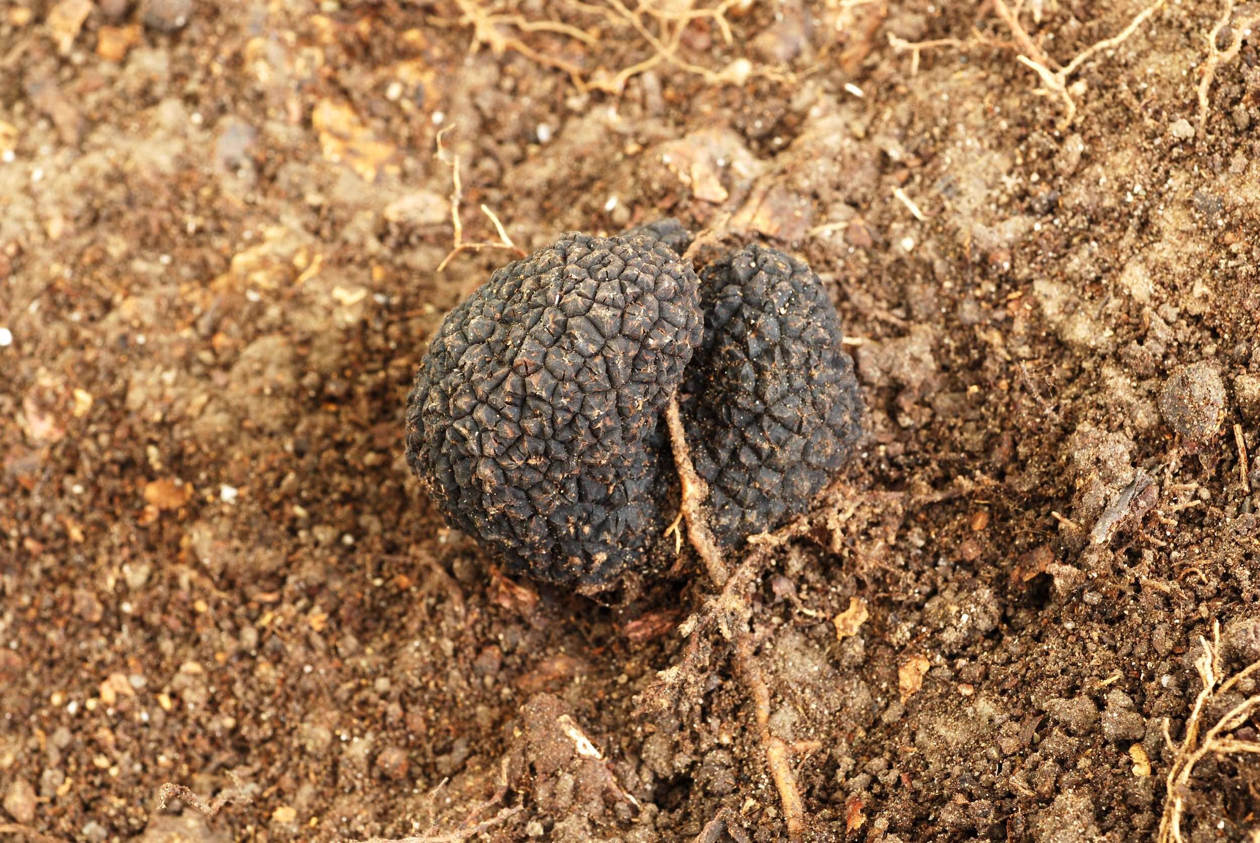 Truffle ecology