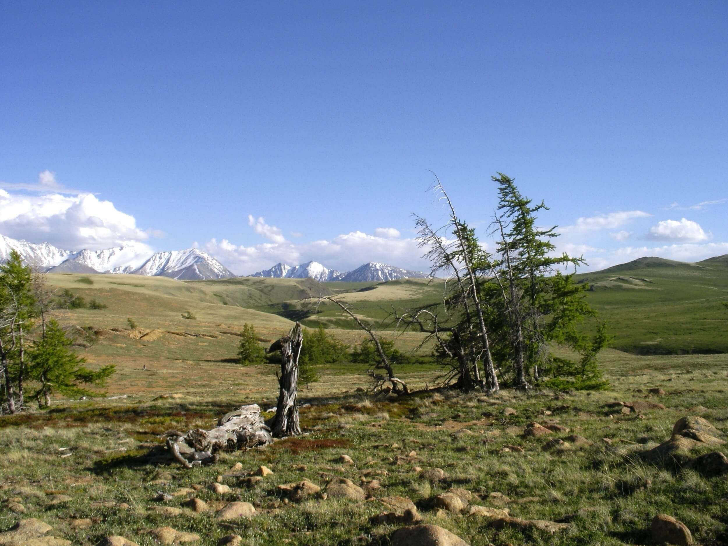 Altai Treeline