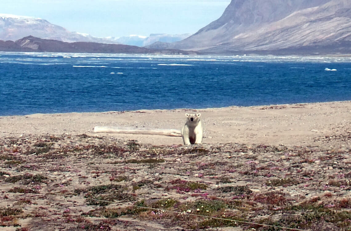 Arctic Driftwood Sampling in Greenland and Iceland 2010-2012